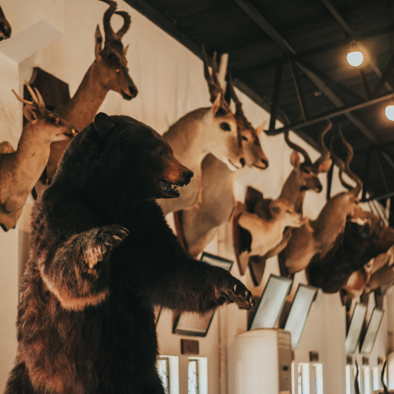TAXIDERMIA