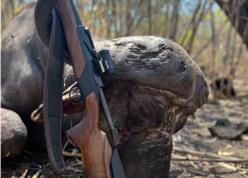 CAÇA AOS BÚFALOS EM MOÇAMBIQUE