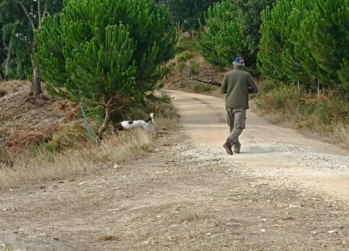 CAÇA DE SALTO ÀS PERDIZES