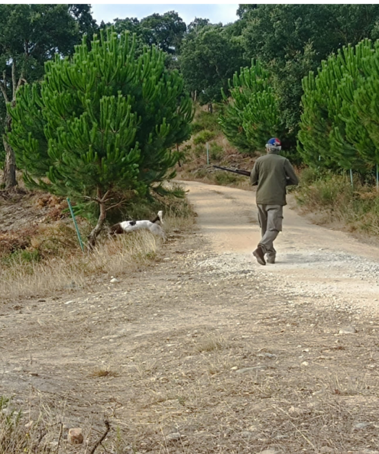 CAÇA DE SALTO ÀS PERDIZES
