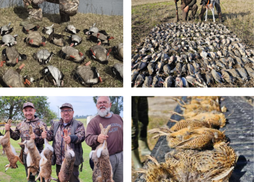 CAÇA NA ARGENTINA: ROLAS, POMBOS, PERDIZES, PATOS E LEBRES